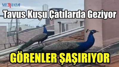 Tavus Kuşu Çatılarda Geziyor