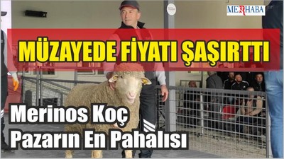 Merinos Koç Pazarın En Pahalısı