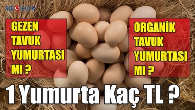 1 Yumurta Kaç TL