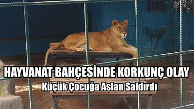 Küçük Çocuğa Aslan Saldırdı