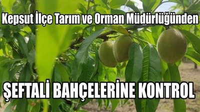 Şeftali Bahçelerine Kontrol
