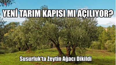 Susurluk'ta Zeytin Ağacı Dikildi