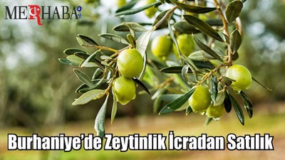 Burhaniye’de zeytinlik icradan satılık