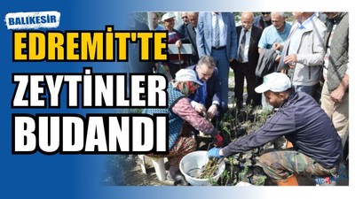 Kursiyerler Zeytin Fidanı Budadı