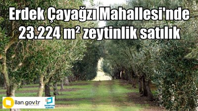 Erdek Çayağzı Mahallesi'nde 23.224 m² zeytinlik satılık