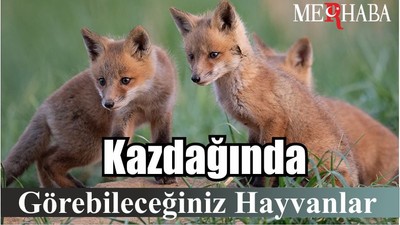 Kazdağında Görebileceğiniz Hayvanlar