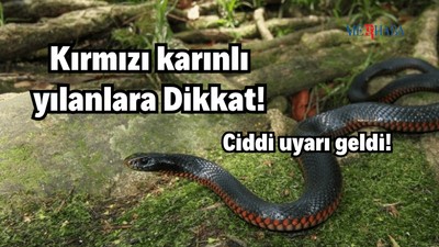 Yılanlar Hakkında Ciddi Uyarı!