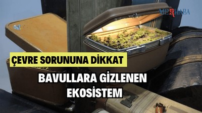 Eski Bavullara Gizlenen Ekosistemler