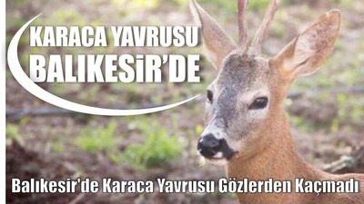 Balıkesir'de Karaca Yavrusu Gözlerden Kaçmadı
