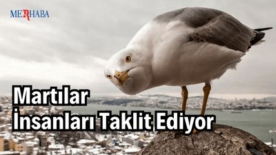 Martılar İnsanları Taklit Ediyor