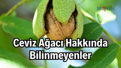 Ceviz Ağacı Hakkında Bilinmeyenler