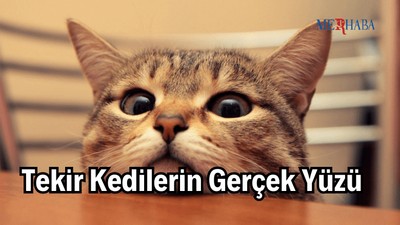 Tekir Kedilerin Gerçek Yüzü