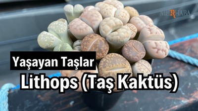Yaşayan Taşlar: Lithops