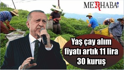 Son Dakika! Yaş çay alım fiyatı artık 11 lira 30 kuruş