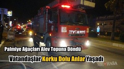 Palmiye Ağaçları Alev Topu Oldu