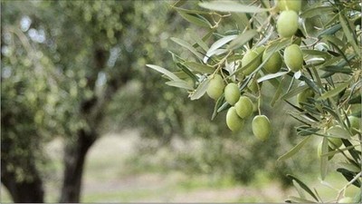 Gömeç Belediyesi'nden 654 ağaç zeytinlik kiraya verilecek