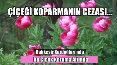 Balıkesir Kazdağları'nda Bu Çiçek Koruma Altında