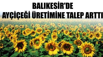 Balıkesir'de Ayçiçeği Üretimine Talep Arttı