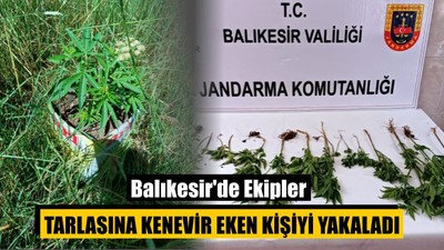 Balıkesir'de Ekipler Tarlasına Kenevir Eken Kişiyi Yakaladı