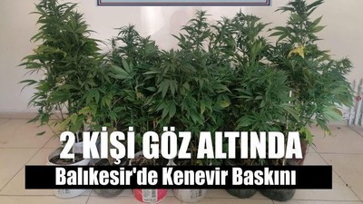 Balıkesir'de Kenevir Baskını