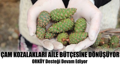 Çam Kozalakları Aile Bütçesine Dönüşüyor