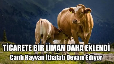Canlı Hayvan İthalatı Devam Ediyor