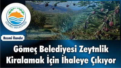 Gömeç Belediyesi Zeytnlik Kiralamak İçin İhaleye Çıkıyor