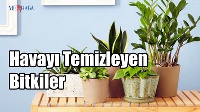Havayı Temizleyen Bitkiler