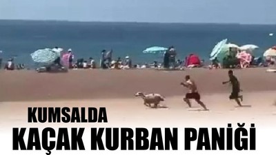 Kumsalda Kaçak Kurban Paniği
