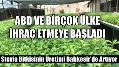 Stevia Bitkisinin Üretimi Balıkesir'de Artıyor