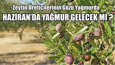 Zeytin Üreticilerinin Gözü Yağmurda