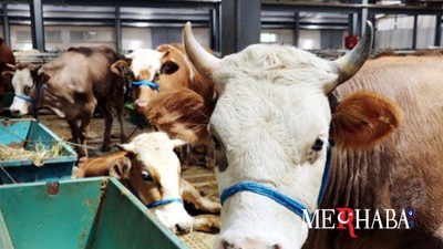 Bakan duyurdu: 'Satılamayan kurbanlıklara ne olacak?’