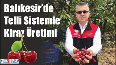 Balıkesir’de Telli Sistemle Kiraz Üretimi