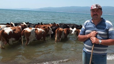 Balıkesir'de İnekler Denizde Serinledi