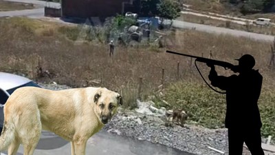 Bir Şahıs Av Tüfeğiyle Köpeklere Saldırdı