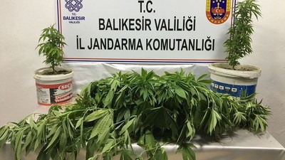 Kamu Arazilerinde Kenevir Bulundu