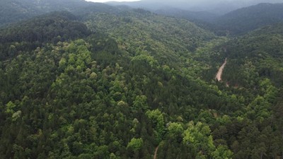 Kaz Dağları'nın Sevimli Ev Sahipleri Fotokapana Yakalandı