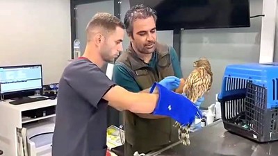 Kazdağı'nda Yaralı Çakır Kuşu Bulundu