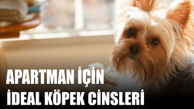 Apartman İçin İdeal Köpek Cinsleri
