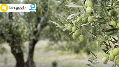 Balıkesir Havran'da zeytinlik alan satılacak