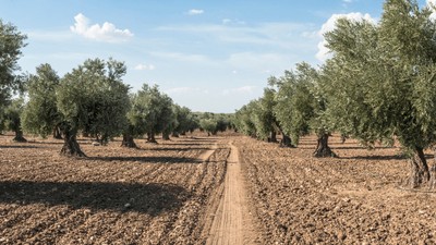 Burhaniye'de 5.815 m² zeytinlik mahkemeden satılık