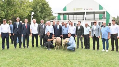 85 Üreticiye 585 Küçükbaş Desteği