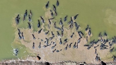 Afrika’yı Aratmayan Görüntüler Drone'da