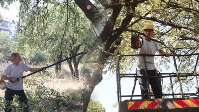 Balıkesir'de Anıt Ağaçlar Özel Koruma Altında