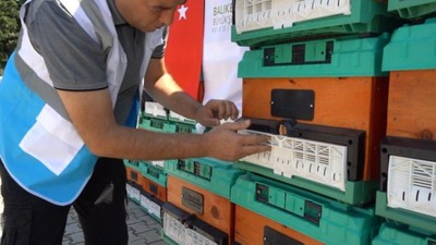 Balıkesir'de Kuruyan Ağaçlar Arılara Yuva Oluyor