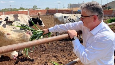 Balıkesir’de Slajlık Sorgum Otu Hasadı