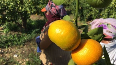 Balıkesir’de Yüzde 12 Rekolte Artışı