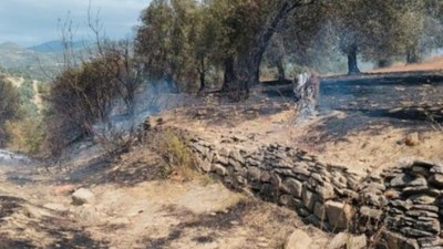 Balıkesir'de Zeytinlik Alanda Yangın Çıktı