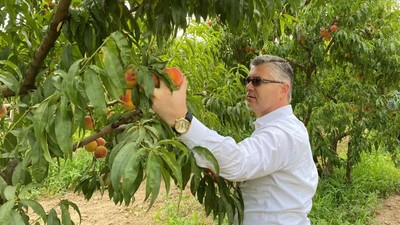 Balıkesir'in Markası: Şeftali Hasadı Başladı
