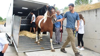 Cins Atlar Bilimsel Çalışma İçin Balıkesir'de